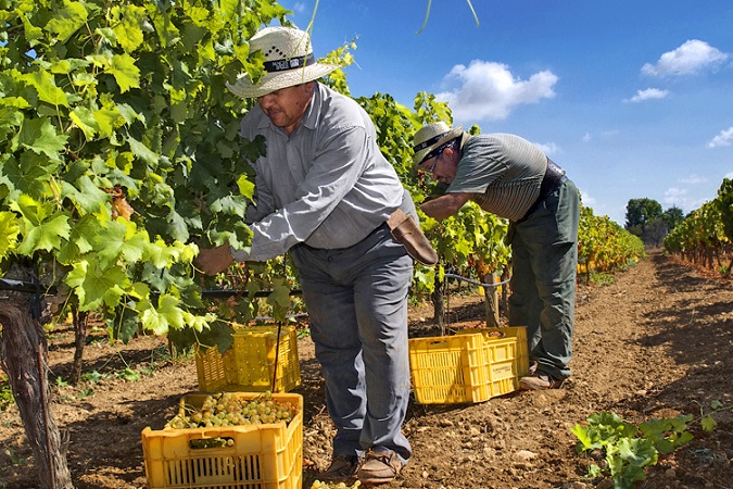 Udflugt 4: Vingård (inkl. let frokost)